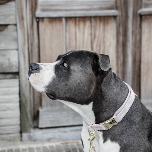 Kentucky Dogwear Halsband Velvet Soft Rose