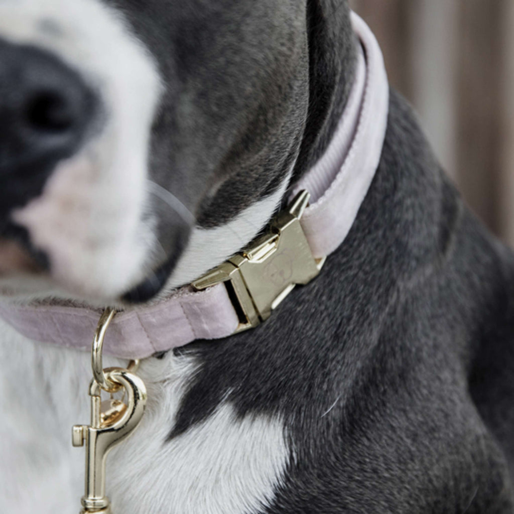 Kentucky Dogwear Halsband Velvet Soft Rose