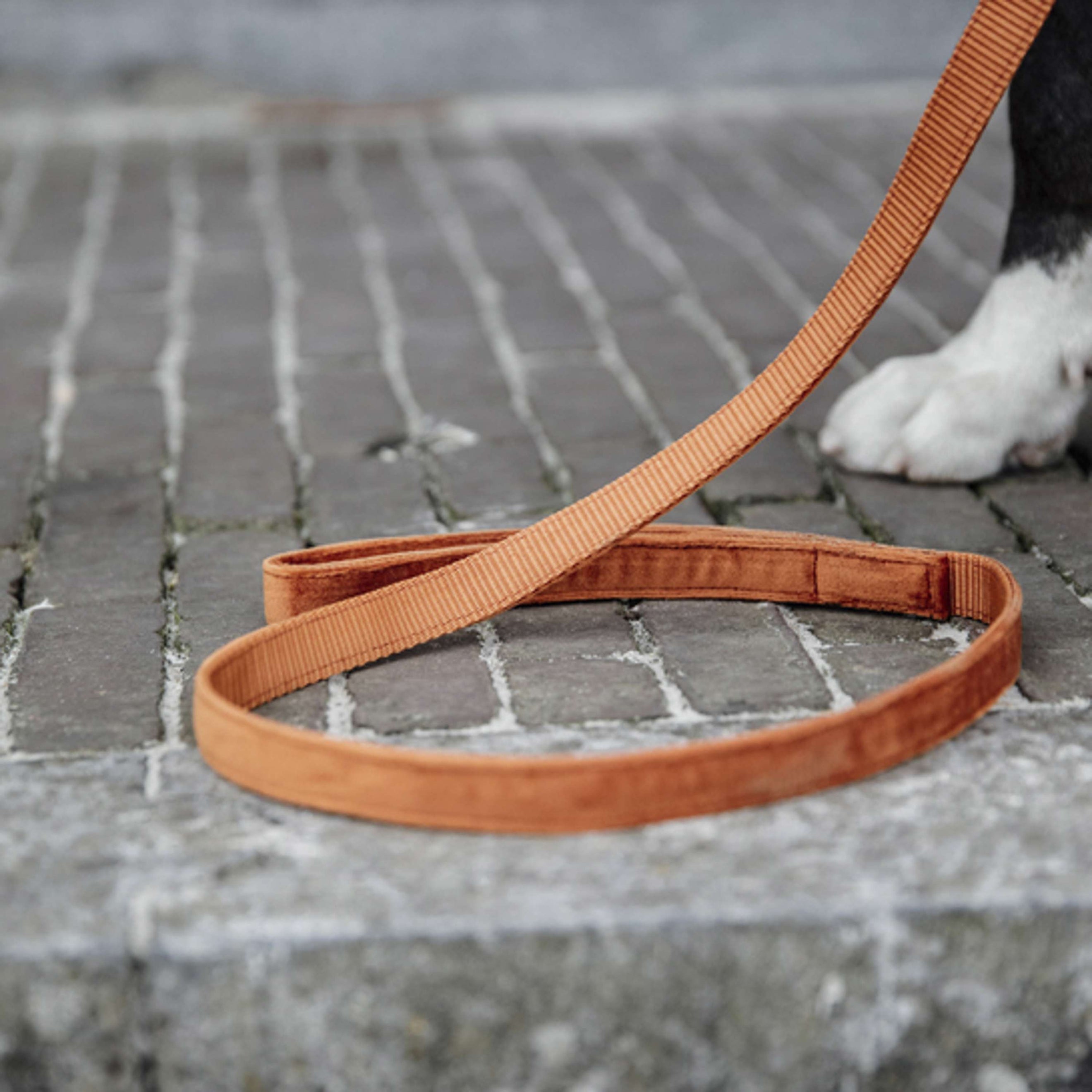 Kentucky Dogwear Guinzaglio per Cane Velvet Arancia Kentucky Dogwear Guinzaglio per Cane Velvet Arancia