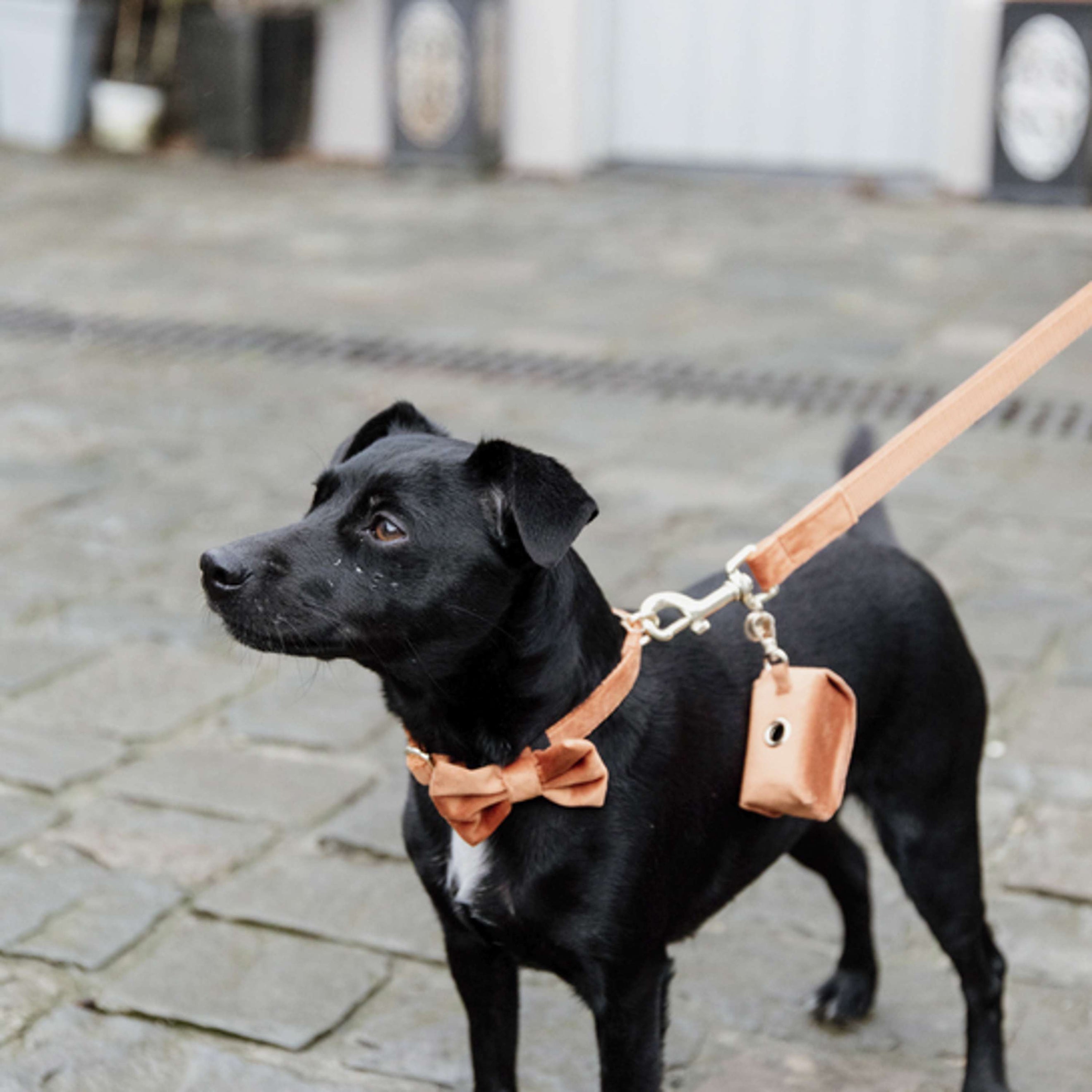 Kentucky Dogwear Guinzaglio per Cane Velvet Arancia Kentucky Dogwear Guinzaglio per Cane Velvet Arancia