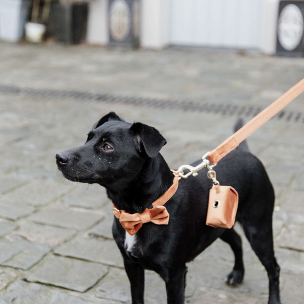 Kentucky Dogwear Guinzaglio per Cane Velvet Arancia