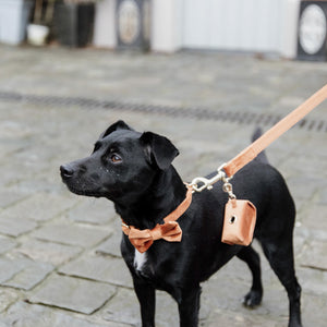 Kentucky Dogwear Guinzaglio per Cane Velvet Arancia