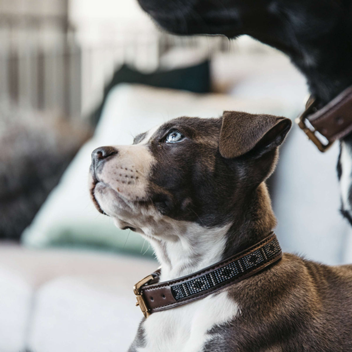 Kentucky Dogwear Halsband Perle Fatte a Mano Argento