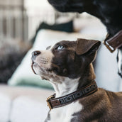 Kentucky Dogwear Halsband Perle Fatte a Mano Argento