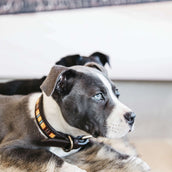 Kentucky Dogwear Halsband Handmade Pearls Pure Orange