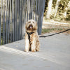 Kentucky Dogwear Guinzaglio per Cane Velvet Nero