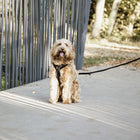 Kentucky Dogwear Guinzaglio per Cane Velvet Nero