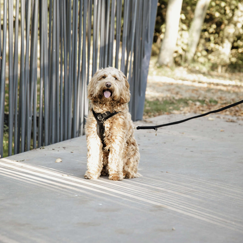 Kentucky Dogwear Guinzaglio per Cane Velvet Nero