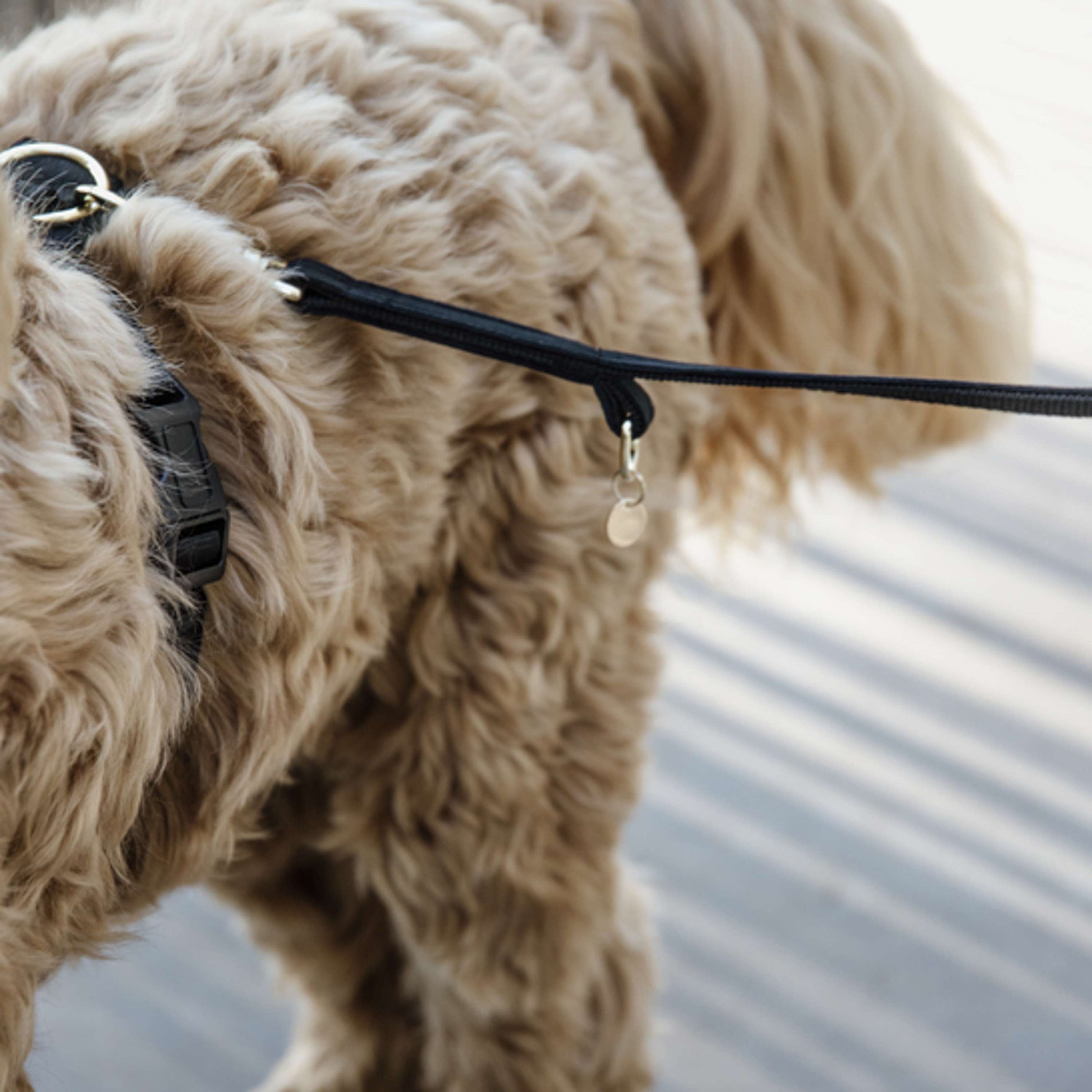 Kentucky Dogwear Guinzaglio per Cane Velvet Nero Kentucky Dogwear Guinzaglio per Cane Velvet Nero