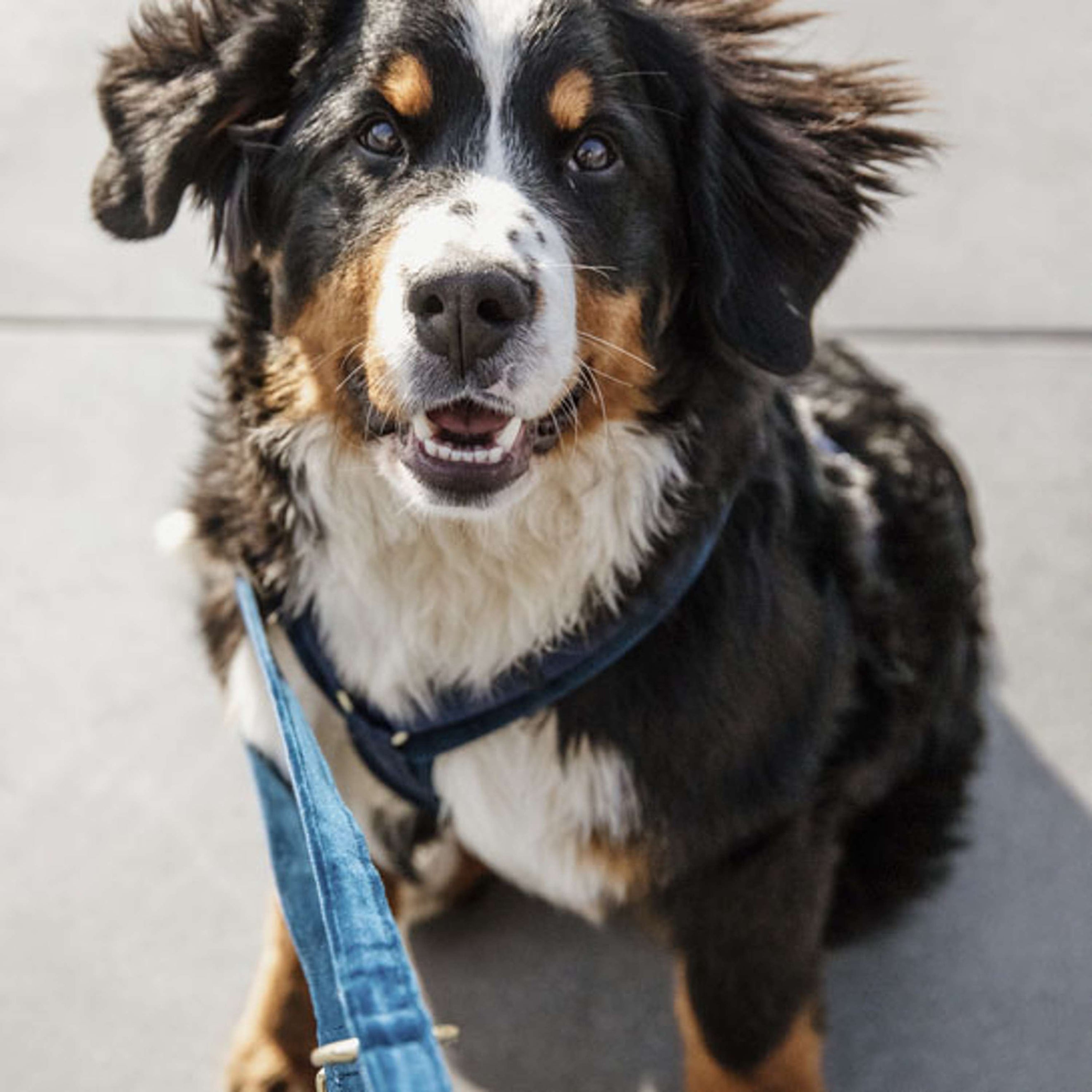 Kentucky Dogwear Guinzaglio per Cane Velvet Navy Kentucky Dogwear Guinzaglio per Cane Velvet Navy