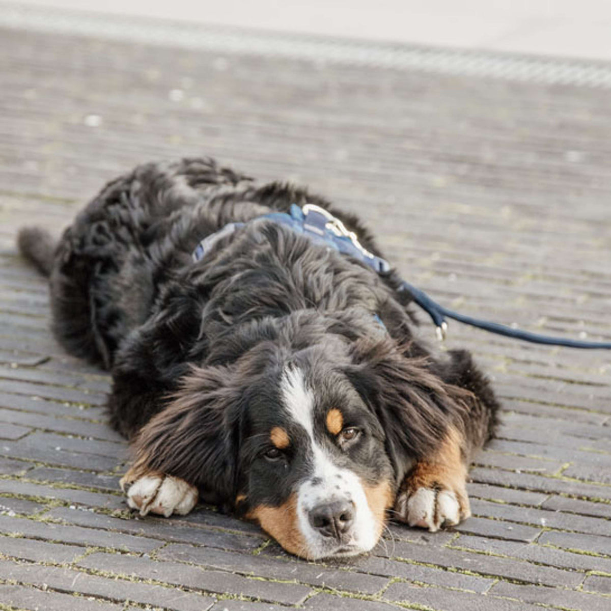 Kentucky Dogwear Guinzaglio per Cane Velvet Navy