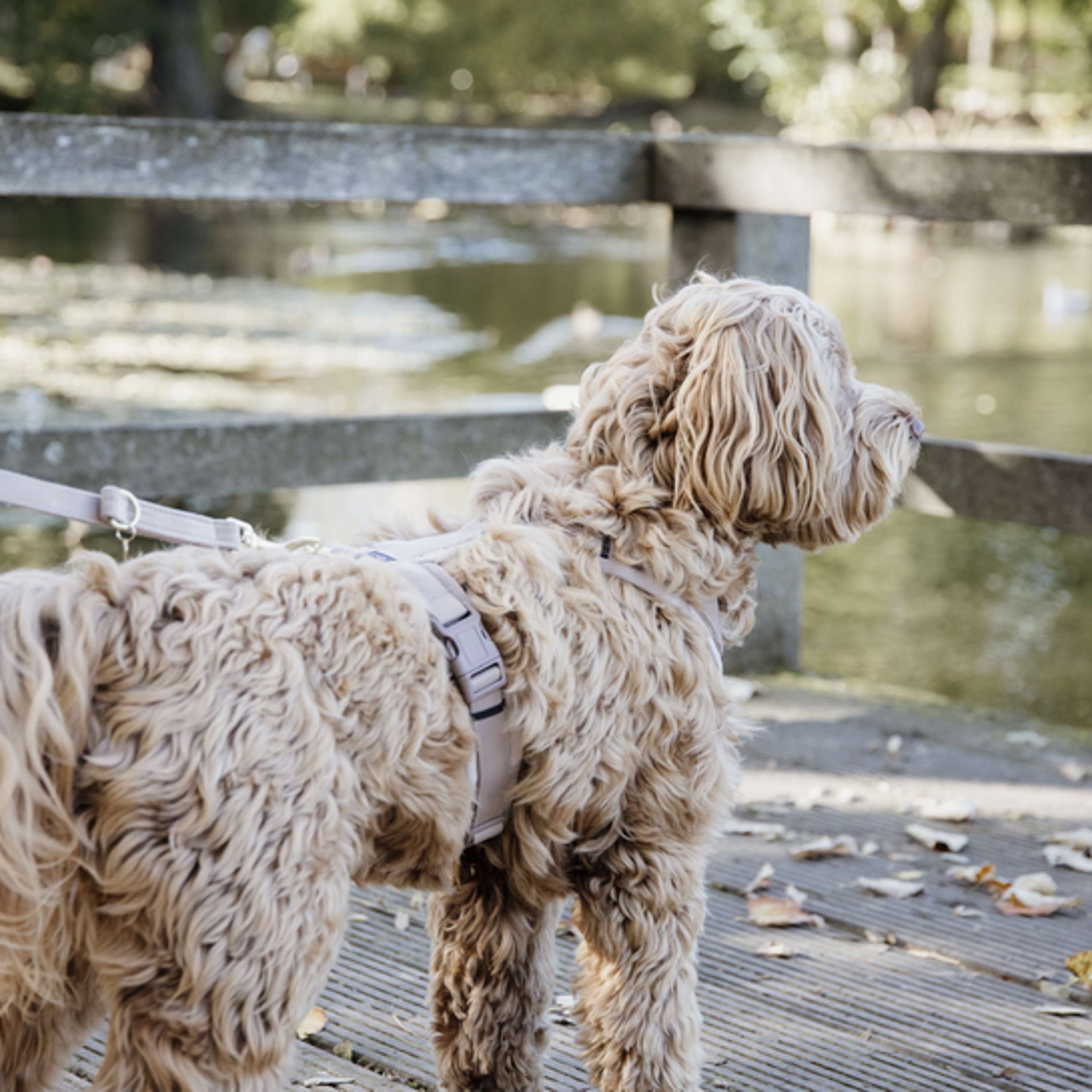 Kentucky Dogwear Guinzaglio per Cane Velvet Beige Kentucky Dogwear Guinzaglio per Cane Velvet Beige