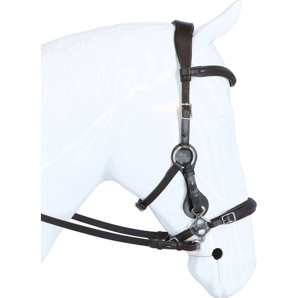 F.R.A. Hackamore Calli L'Avana