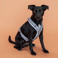 Kentucky Dogwear Imbracatura Active Reflective Grigio