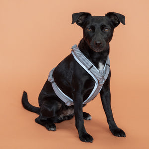Kentucky Dogwear Imbracatura Active Reflective Grigio