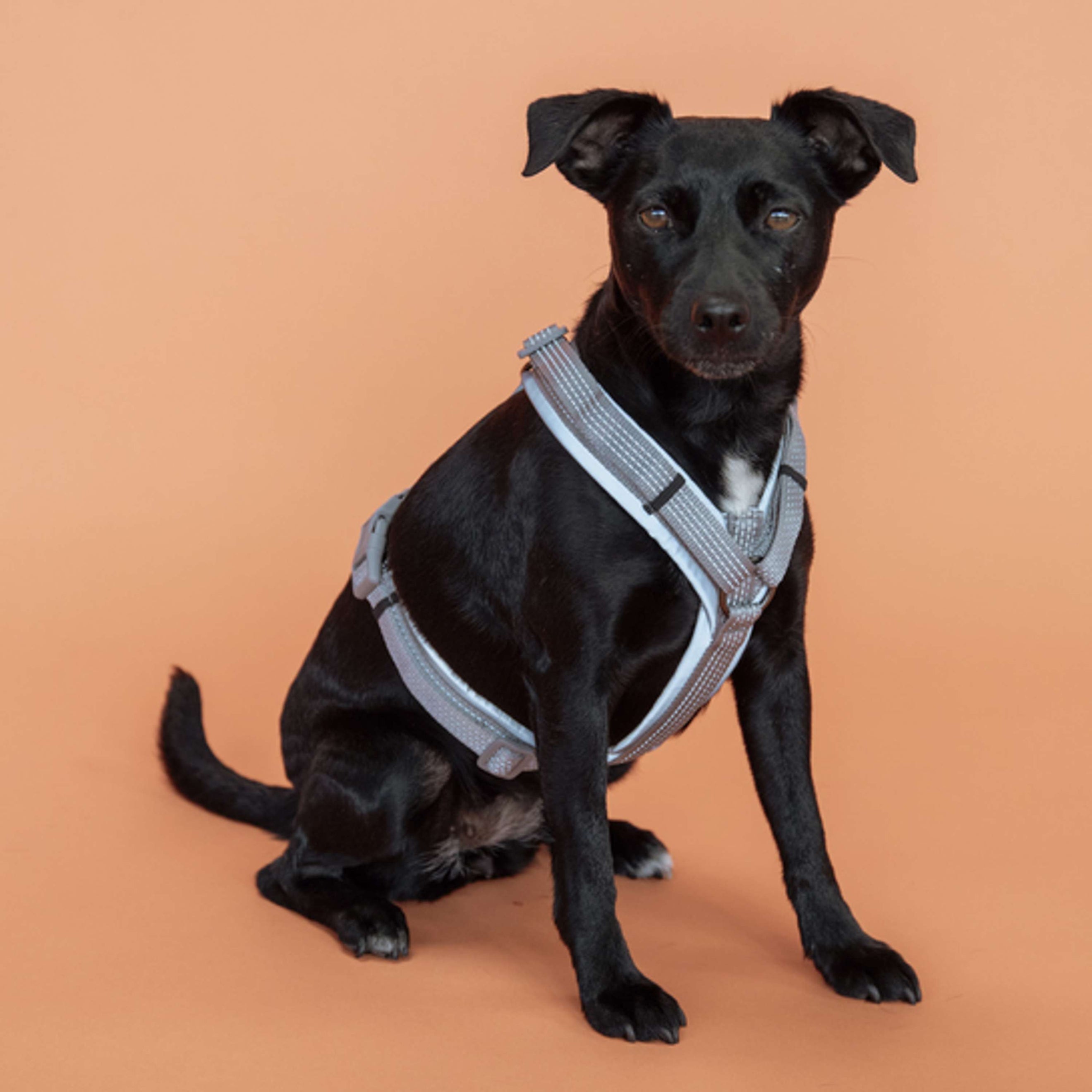 Kentucky Dogwear Imbracatura Active Reflective Grigio