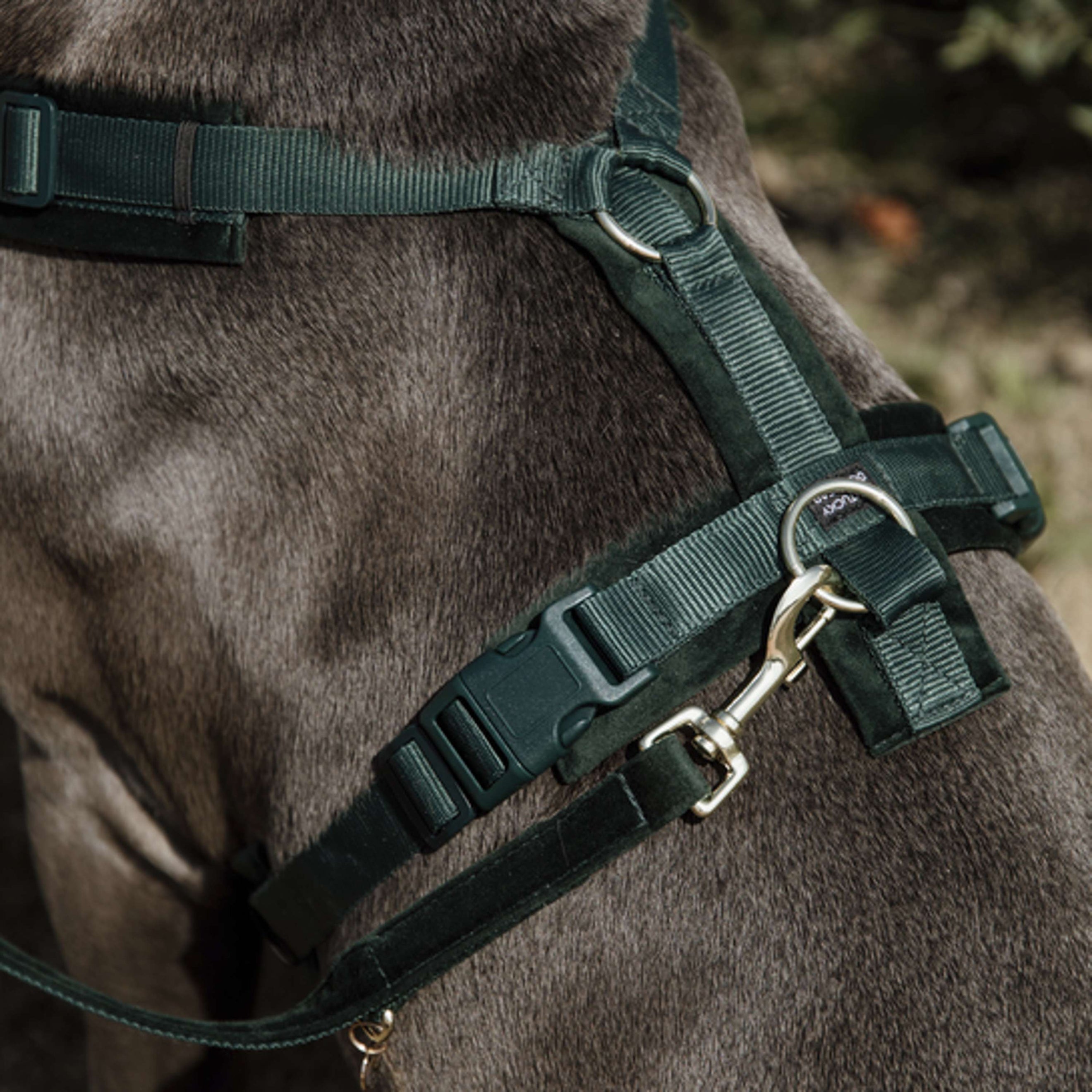 Kentucky Dogwear Imbracatura Active Velvet Pine Green Kentucky Dogwear Imbracatura Active Velvet Pine Green