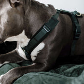 Kentucky Dogwear Imbracatura Active Velvet Pine Green