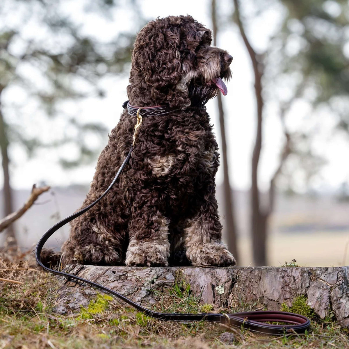 LeMieux Guinzaglio per Cane Windsor Padded Marrone