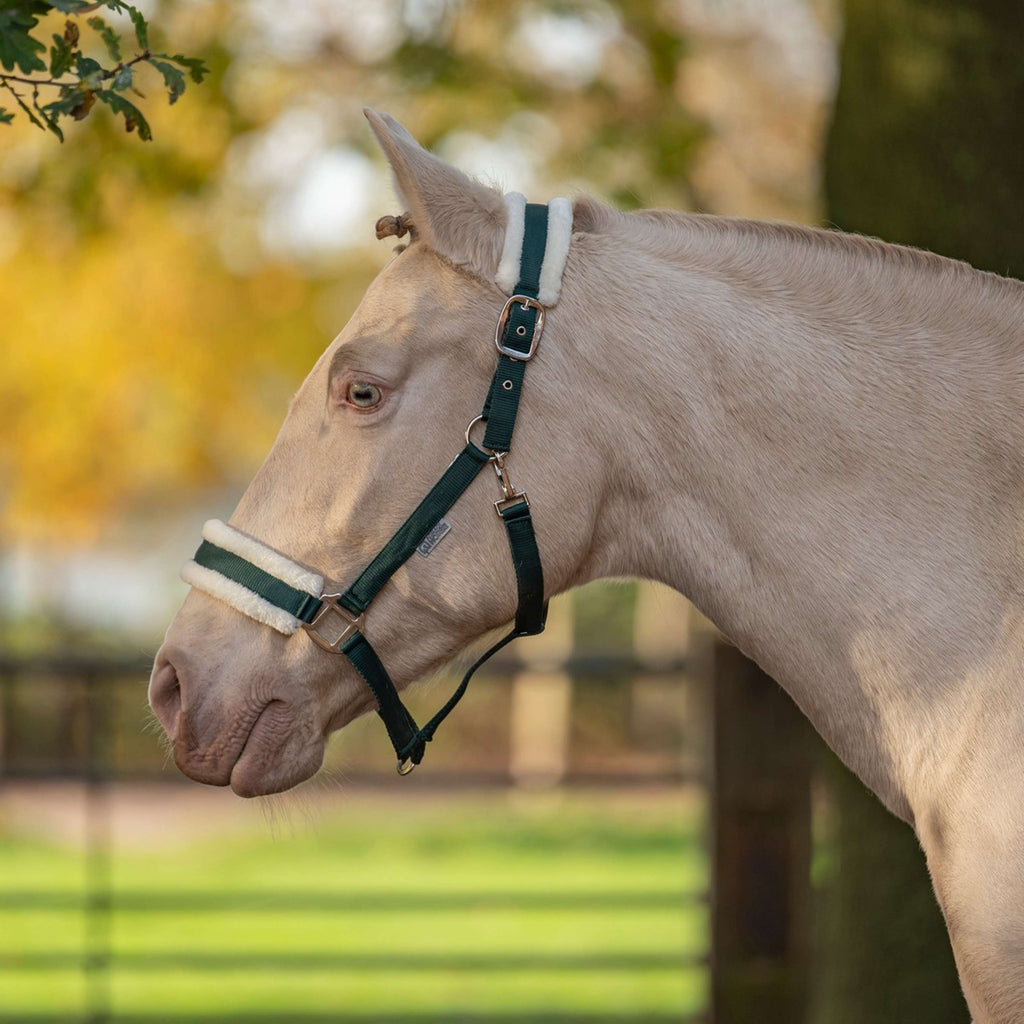 Agradi Horse Cavezza First Fir Green