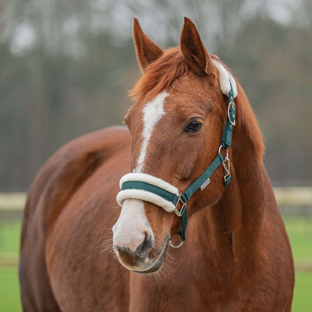 Agradi Horse Cavezza First Fir Green