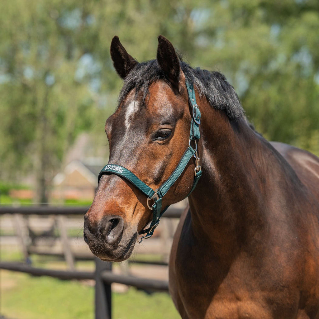 Agradi Horse Cavezza Athletic Fir Green
