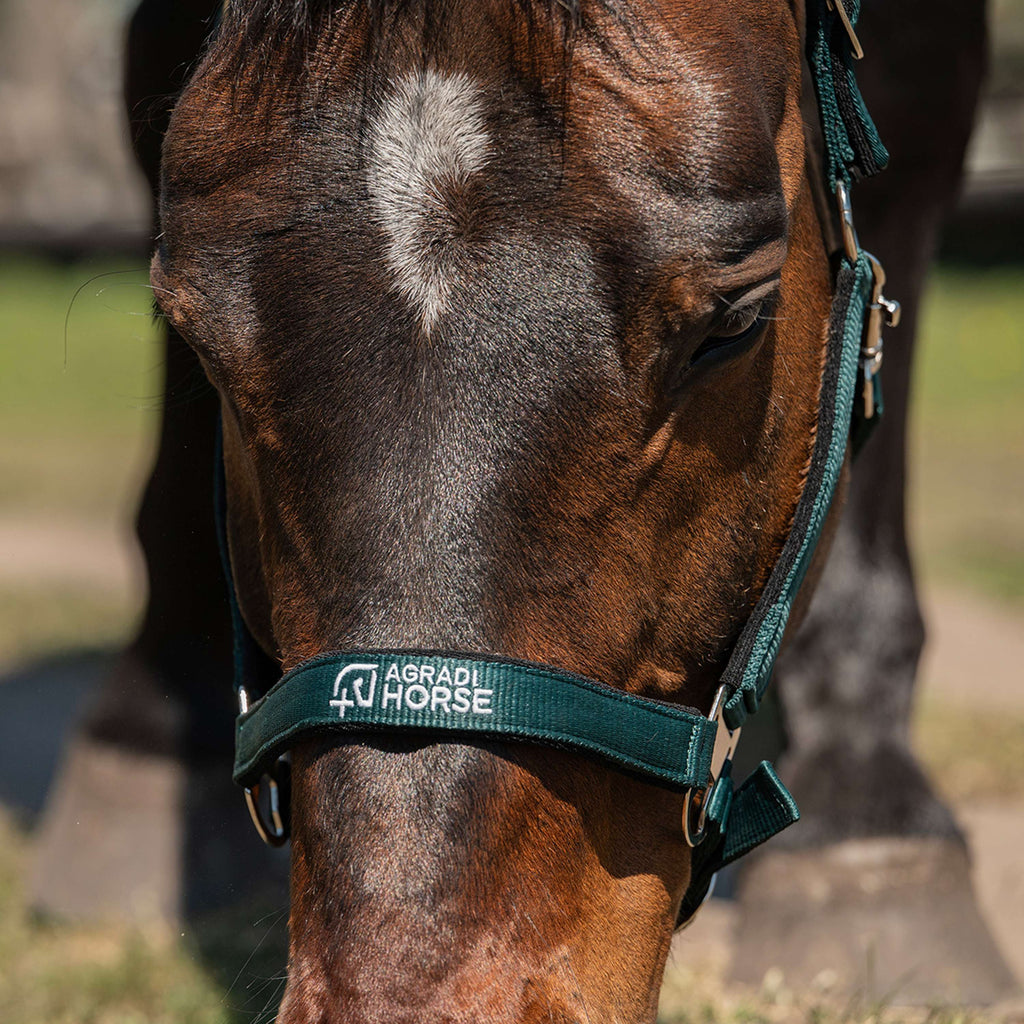 Agradi Horse Cavezza Athletic Fir Green