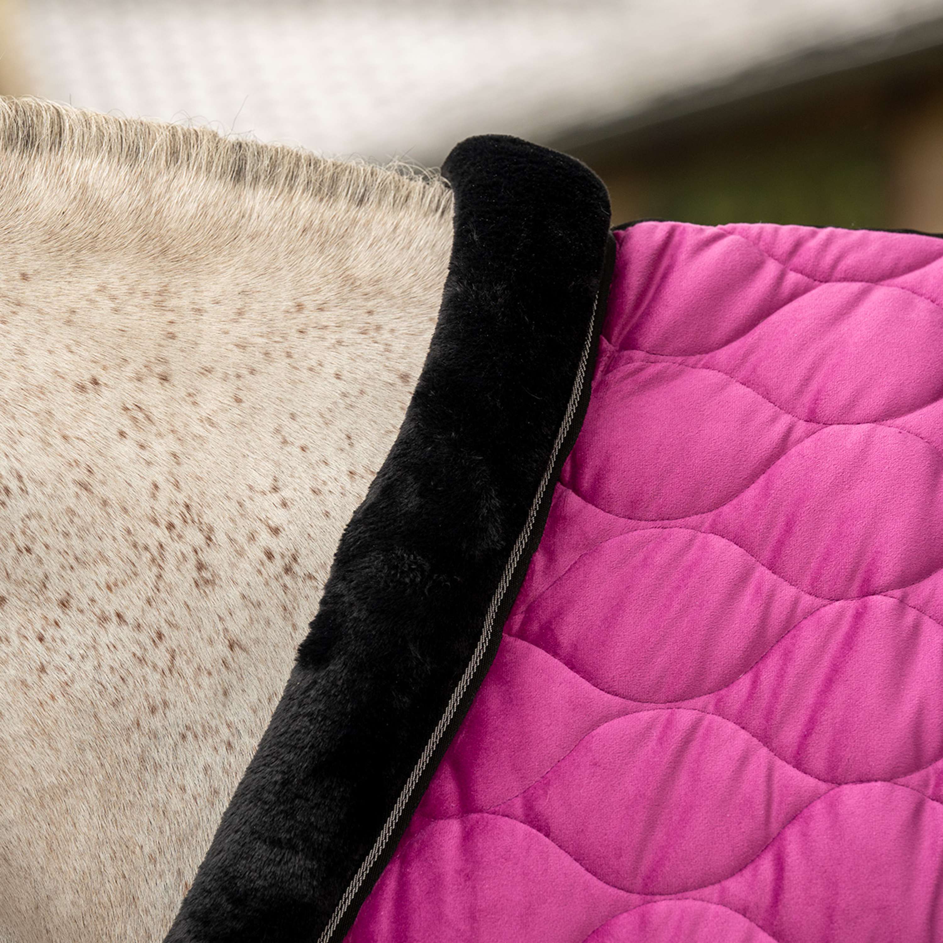 Velder Horsewear Premium Coperta da esposizione Satin Glow Dutch Raspberry