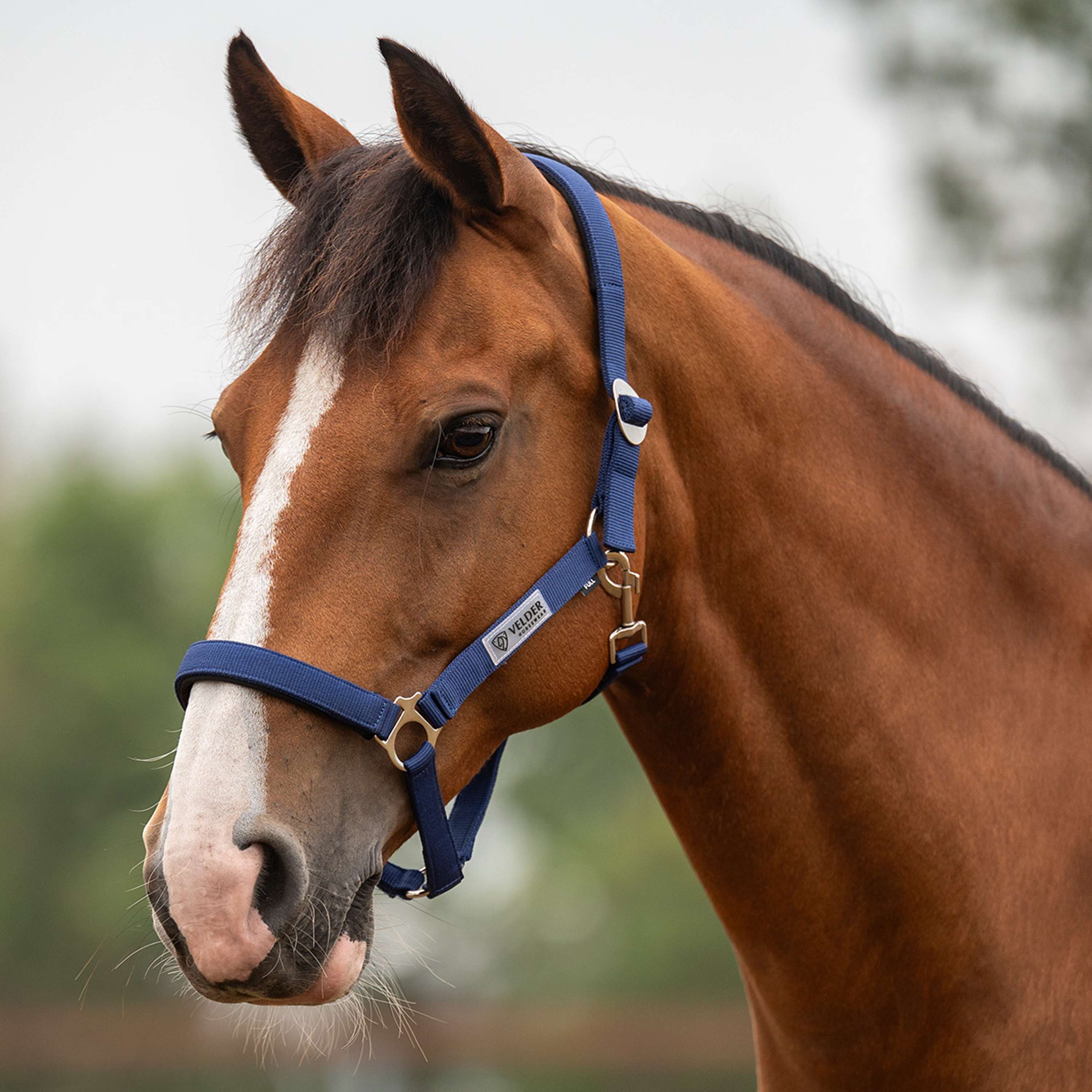 Velder Horsewear Essentials Capezzina Basic Padded Navy