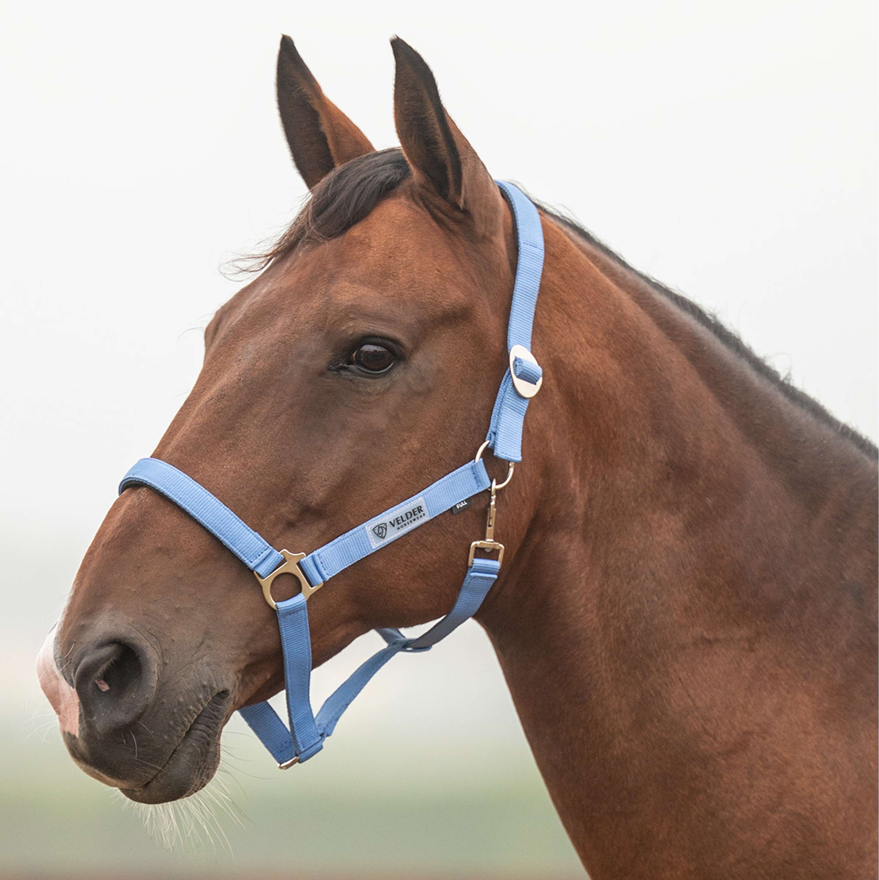 Velder Horsewear Essentials Capezzina Basic Padded Bright Cornflower
