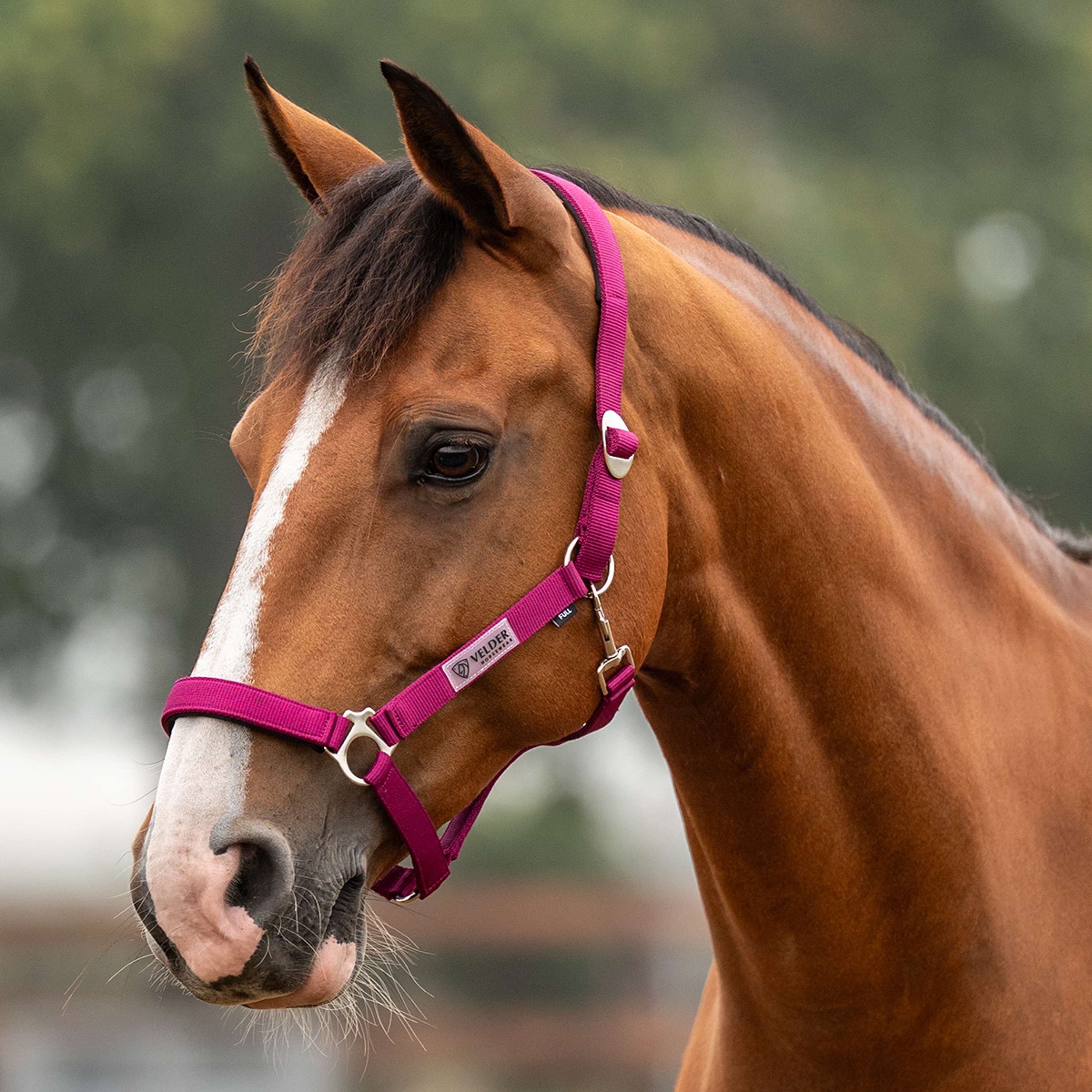 Velder Horsewear Essentials Capezzina Basic Padded Boysenberry