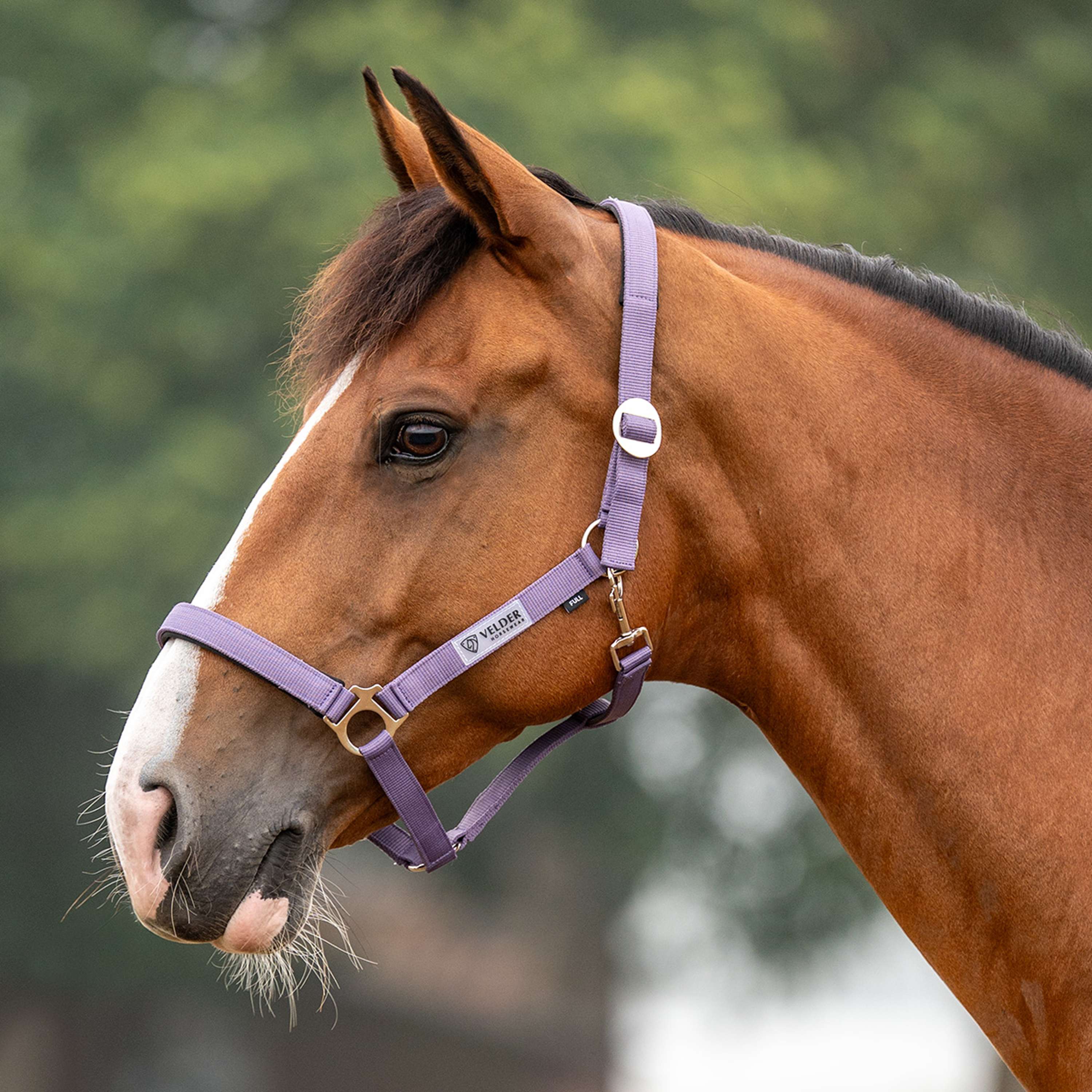 Velder Horsewear Essentials Capezzina Basic Padded Purple Sage