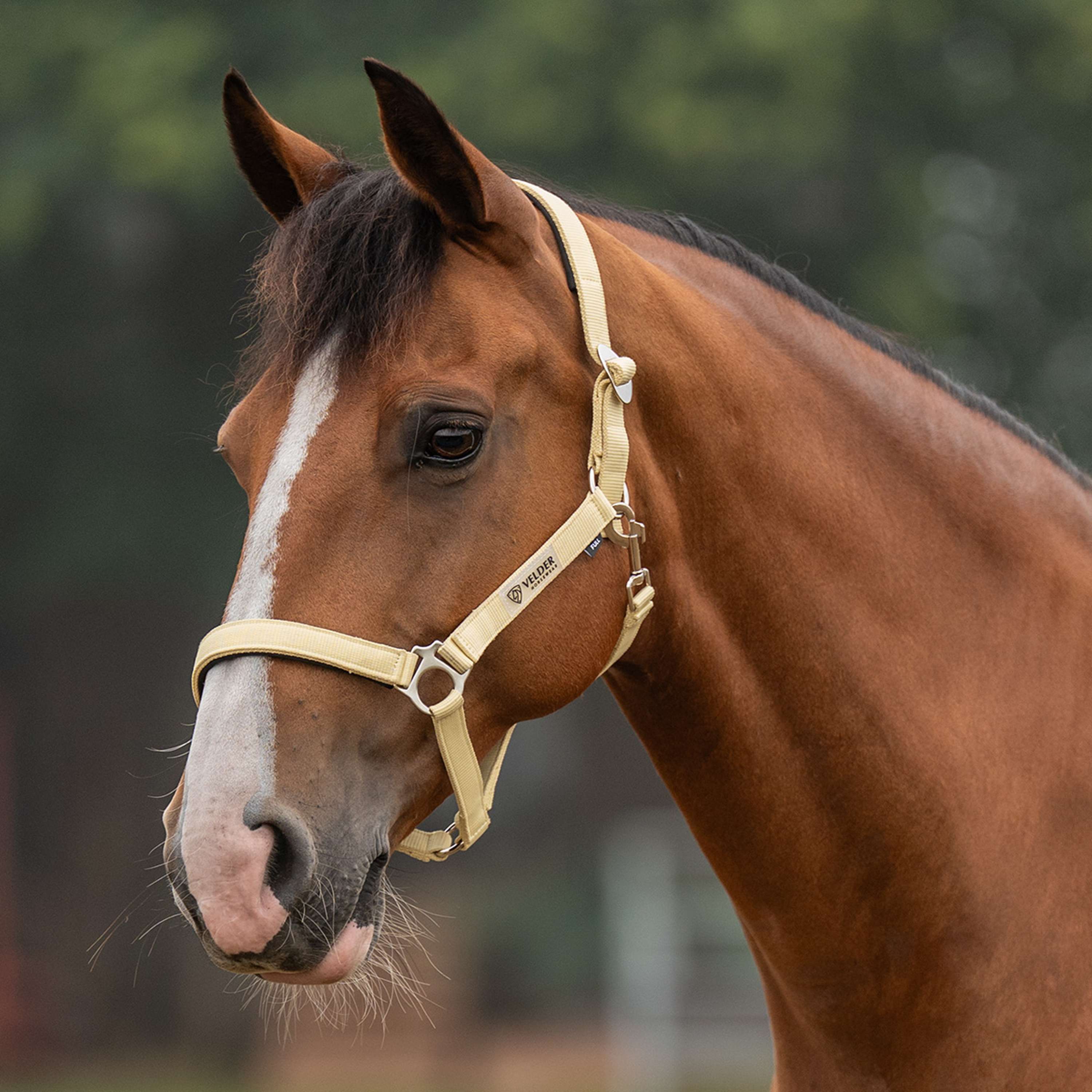 Velder Horsewear Essentials Capezzina Basic Padded Healing Yellow