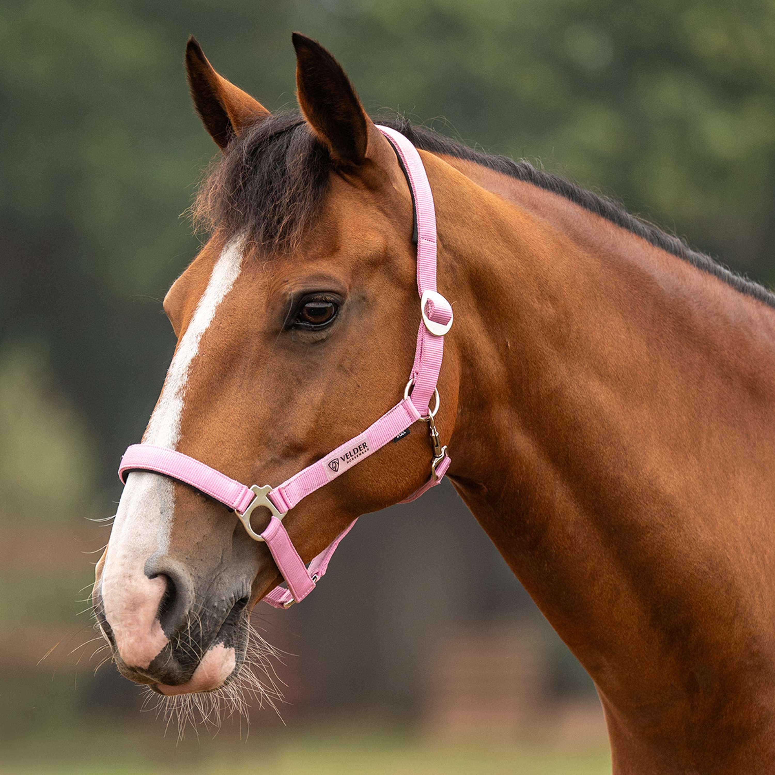 Velder Horsewear Essentials Capezzina Basic Padded Pop Pink