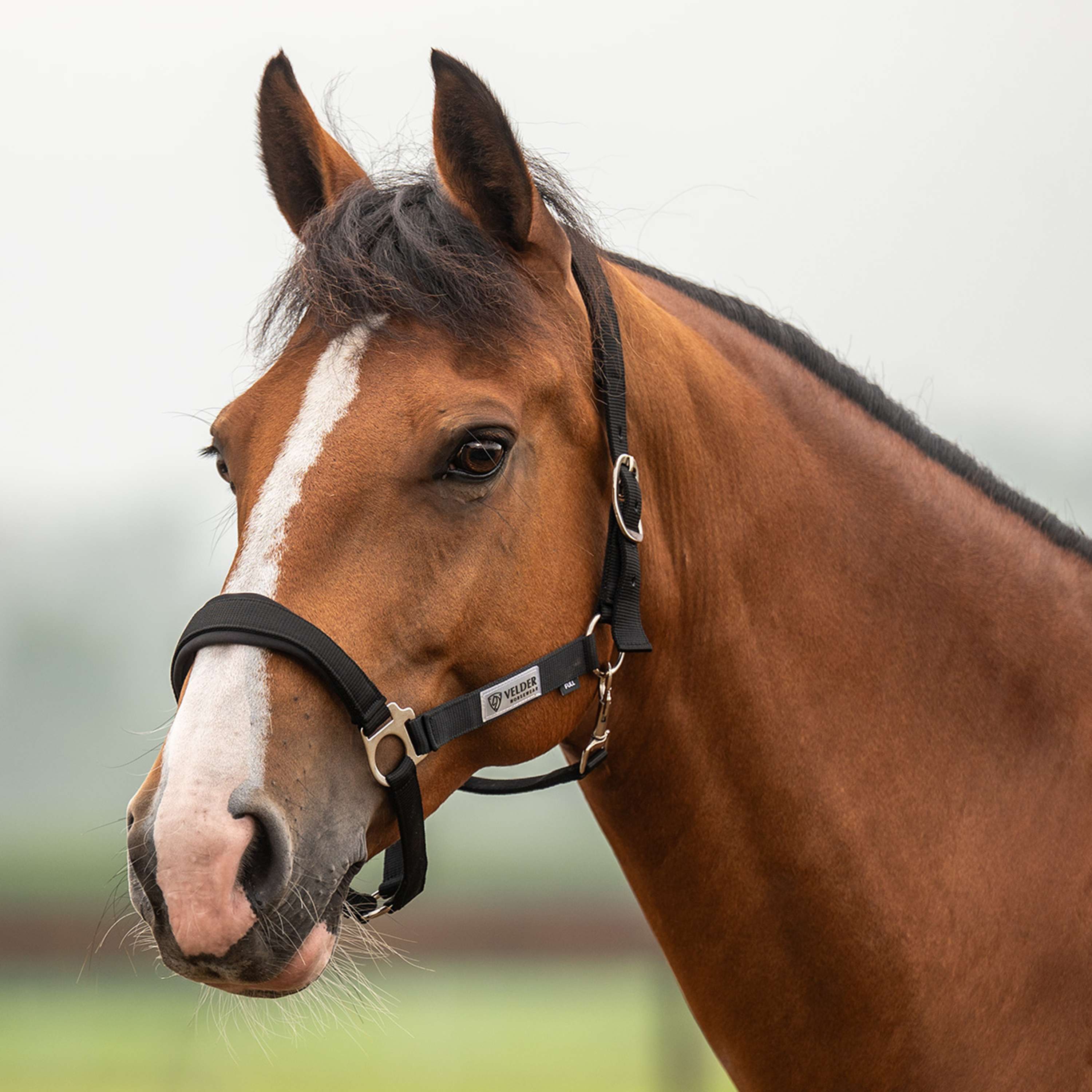 Velder Horsewear Essentials Capezzina Basic Comfort Nero