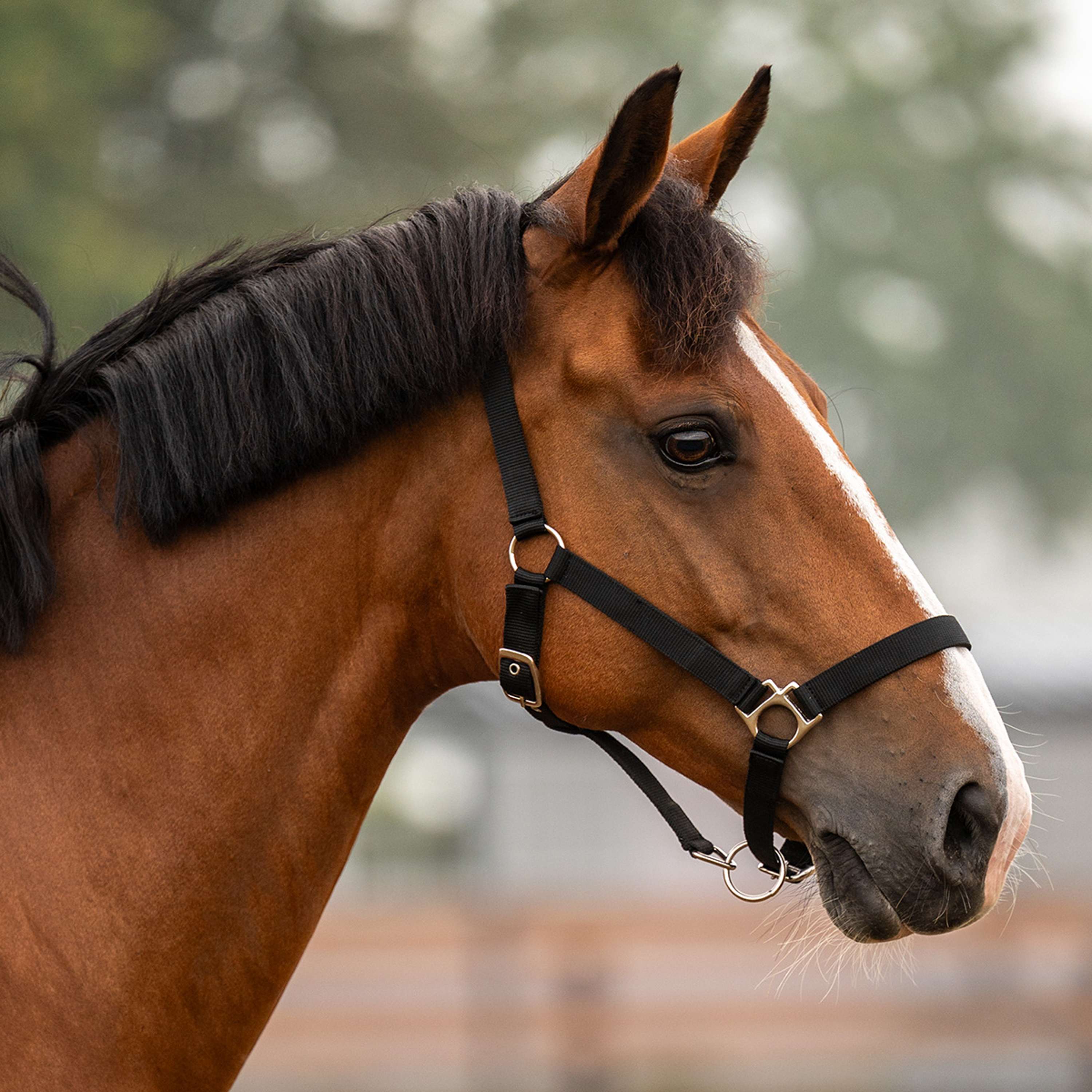 Velder Horsewear Essentials Capezzina Triple Adjustable Nero