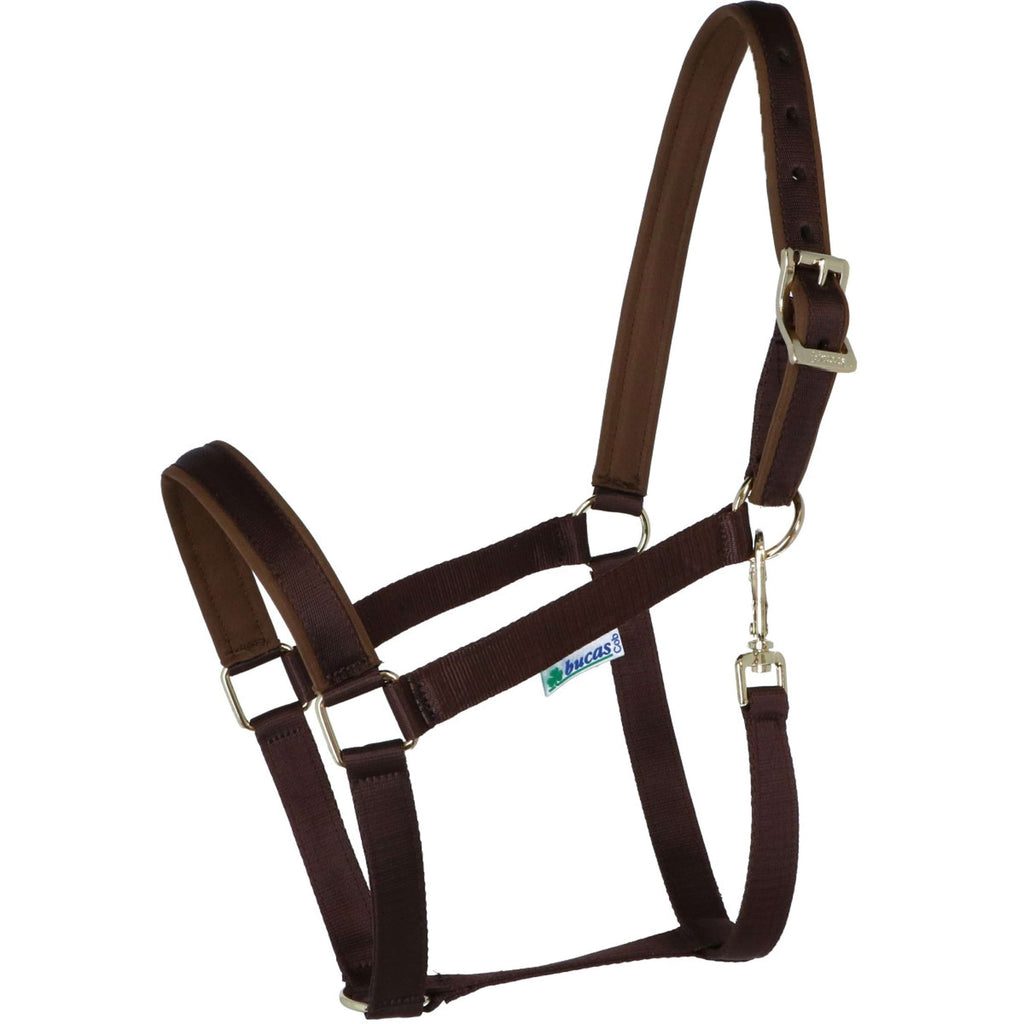 Bucas Cavezza Dublin Puledro Marrone