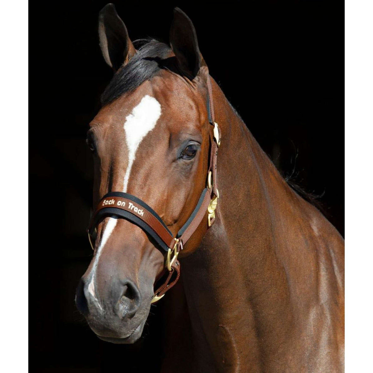 Back on Track Capezzina Werano Marrone