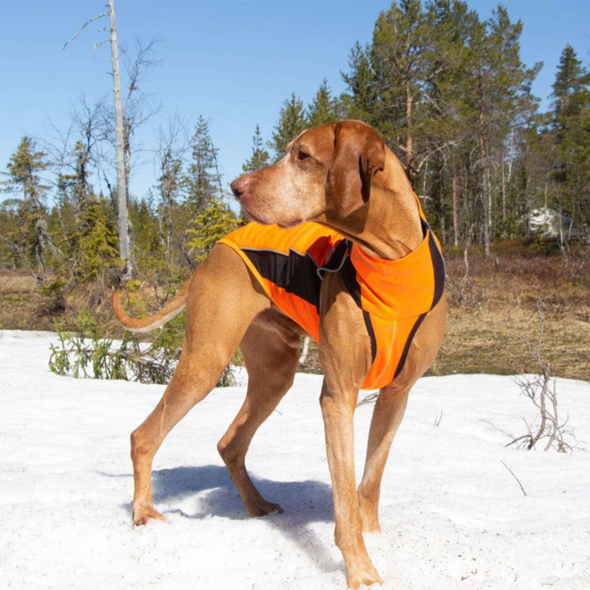 Back on Track Coperta per Cani Eddie High Visibility Jumper Arancia