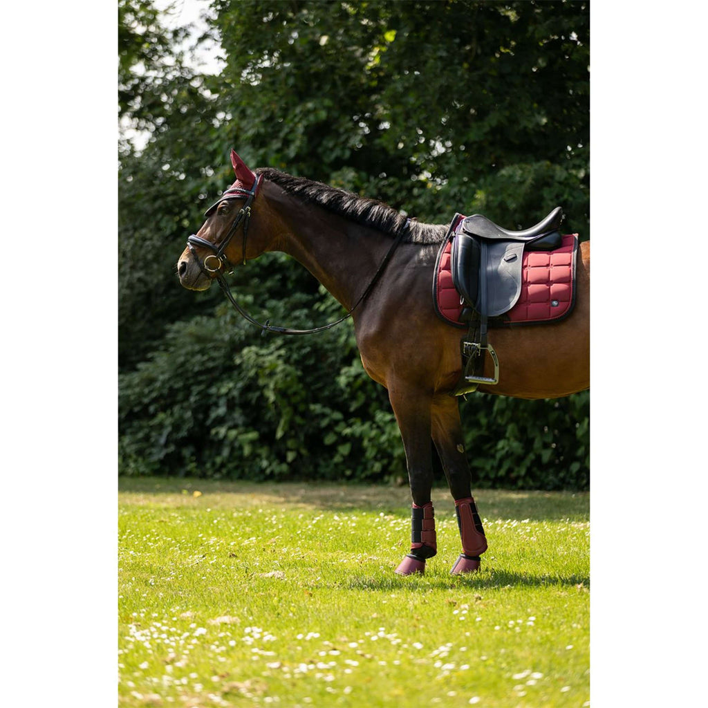 BR Sottosella CLX Dressage Cabernet
