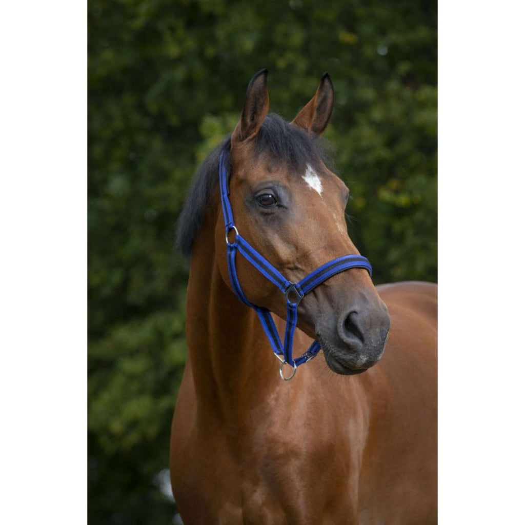 Norton Capezza Foderato con Neoprene Blu reale/nero