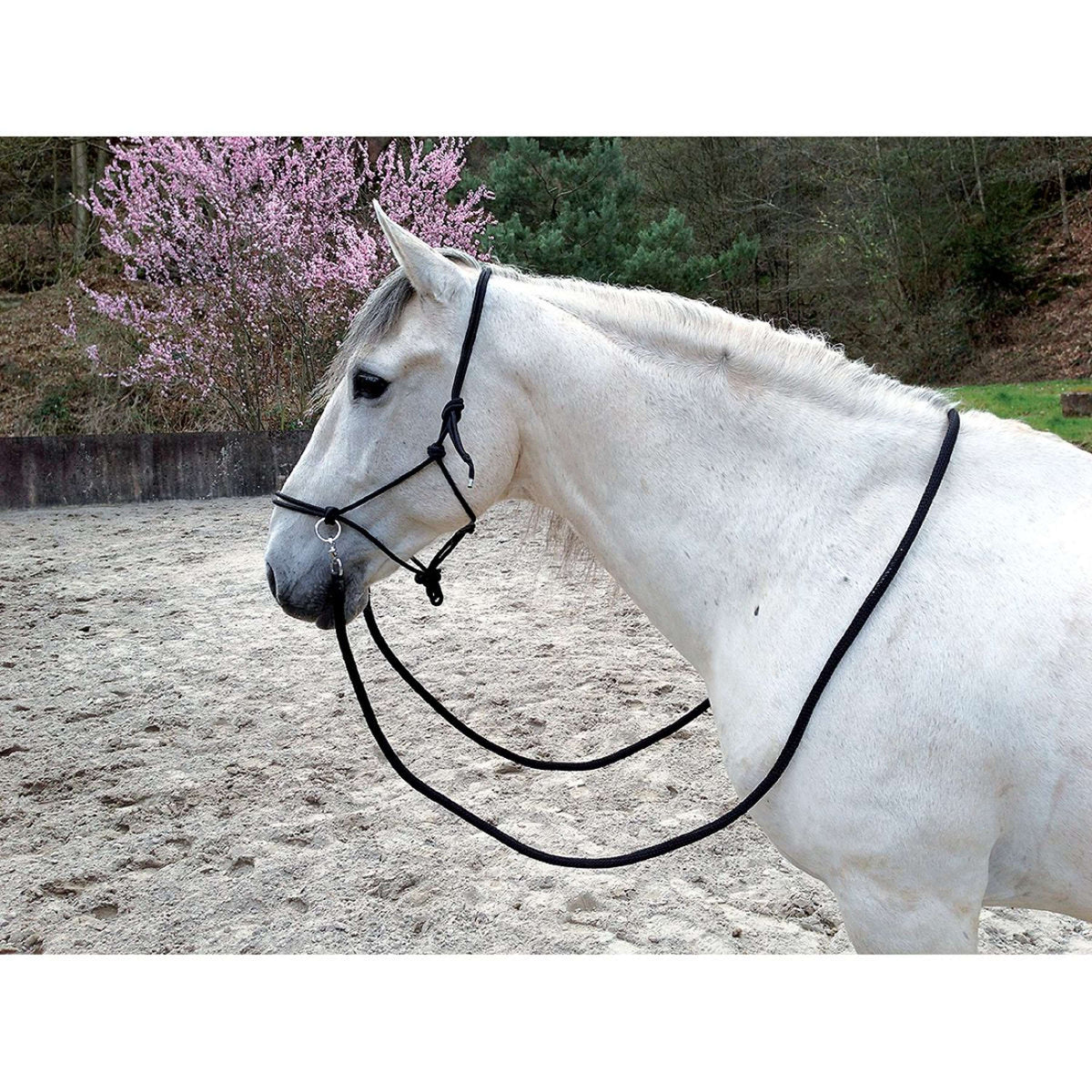 Norton Capezza da equitazione Nero