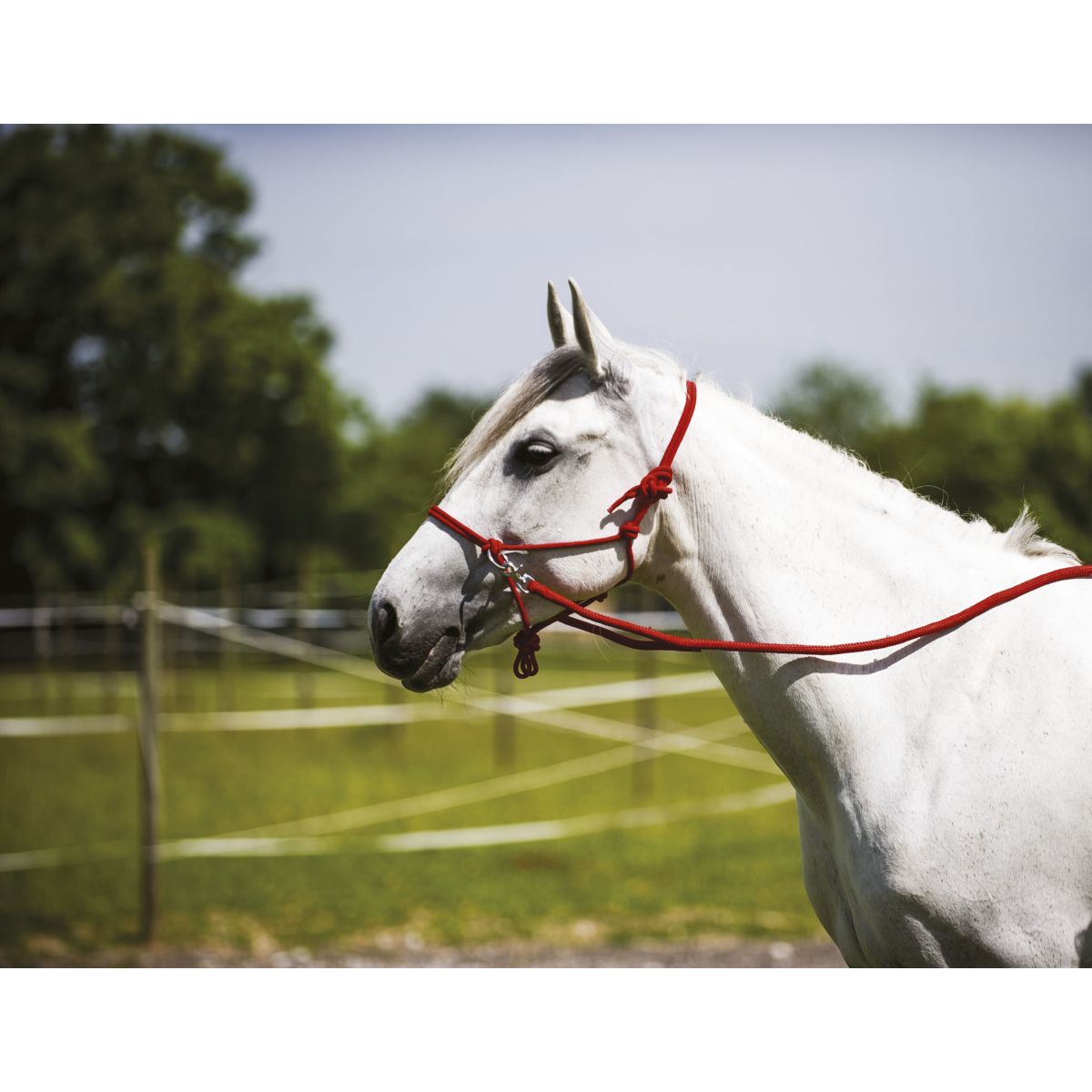 Norton Capezza da equitazione Rosso