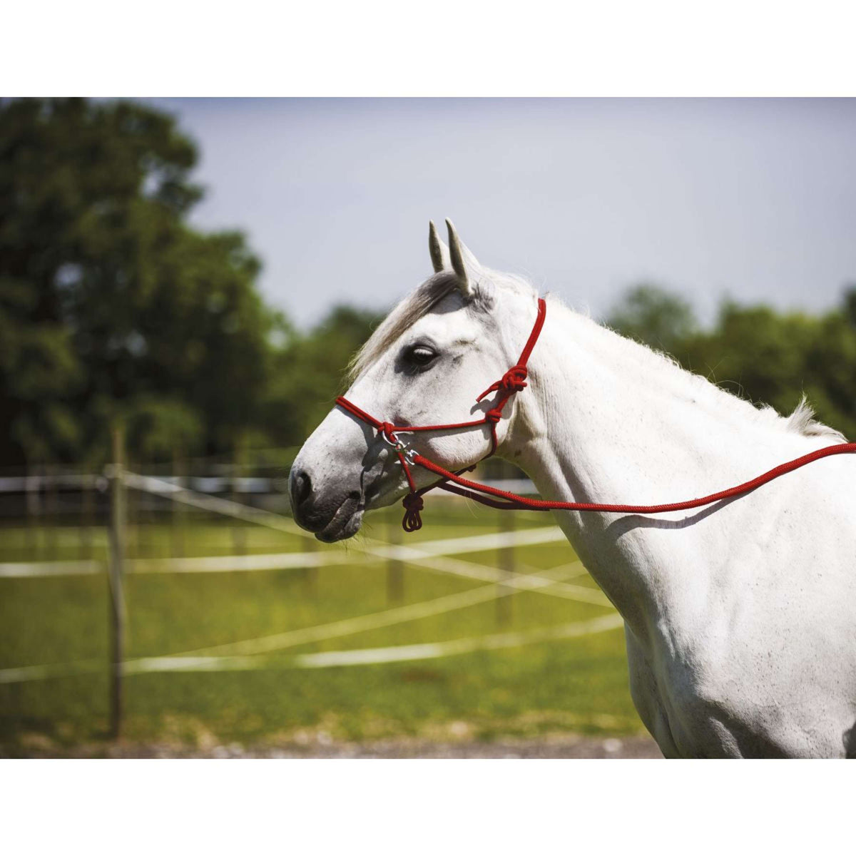 Norton Capezza da equitazione Rosso