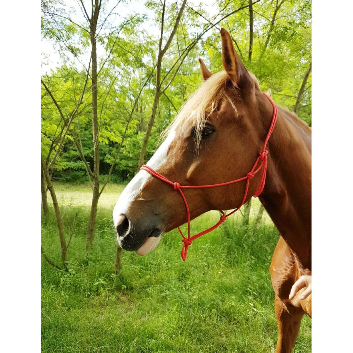 Riding World Capezzina Fine Ethologisch Rosso