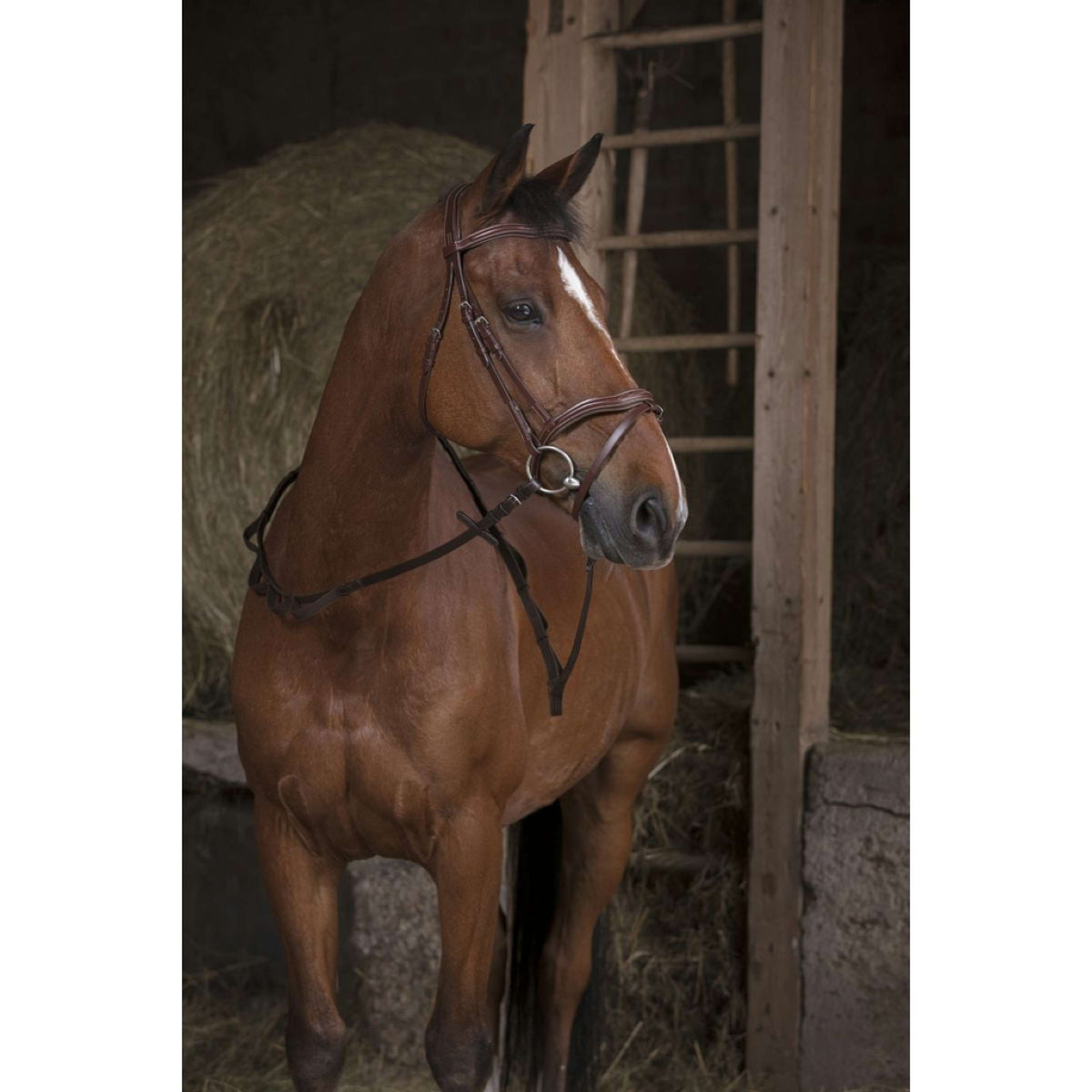 Norton Redini Pro Hunting L'Avana