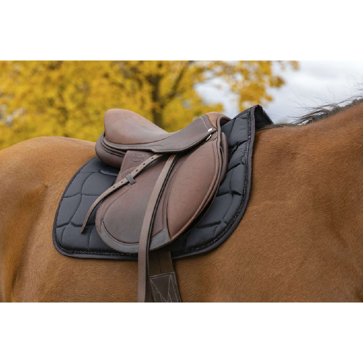 EQUITHÈME Sottosella Satin Nero