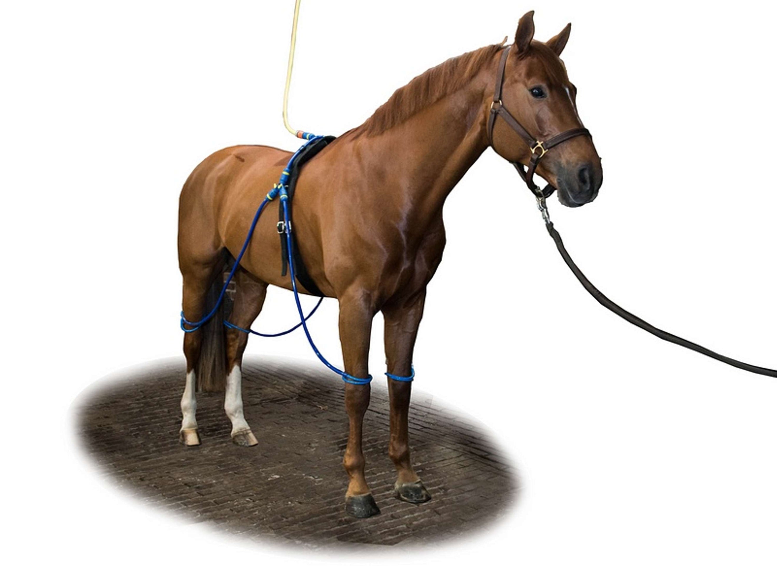 Equine Legcooler Supporto Respiratorio Bronchix Liq Equine Legcooler Supporto Respiratorio Bronchix Liq