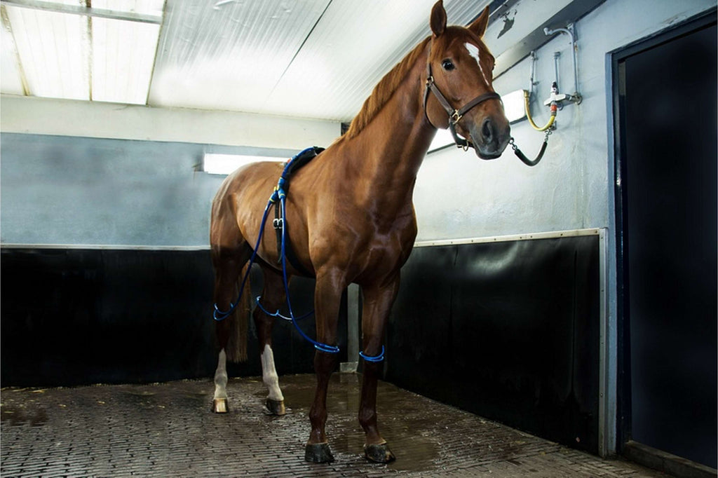 Equine Legcooler Supporto Respiratorio Bronchix Liq