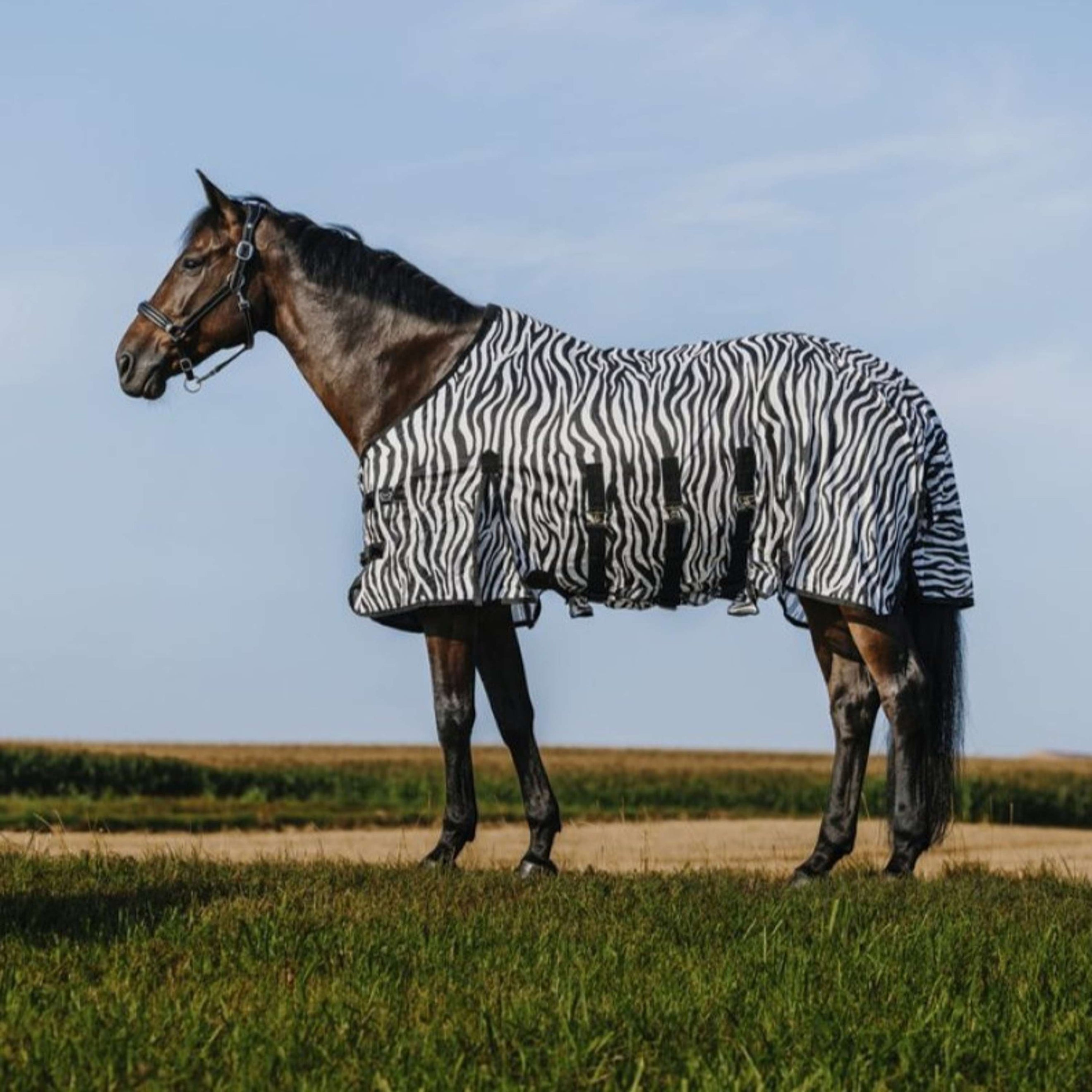 Riding World Coperta Antimosche Belly Mesh Zebra Riding World Coperta Antimosche Belly Mesh Zebra